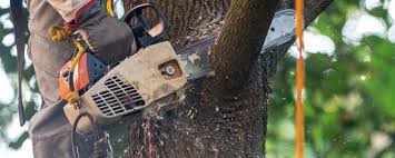 Best Hedge Trimming  in Bothell East, WA