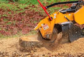 Best Fruit Tree Pruning  in Bothell East, WA