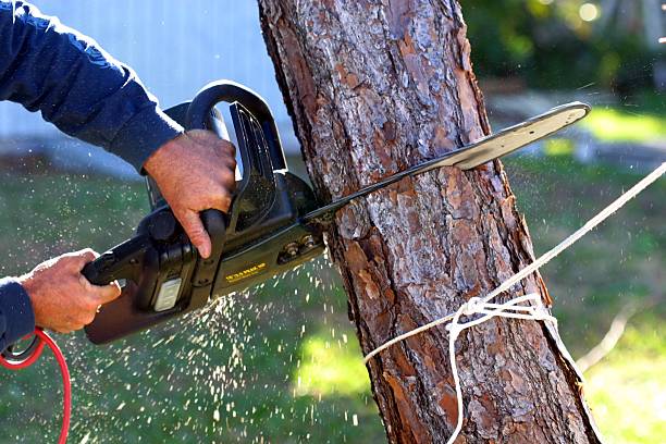 Bothell East, WA Tree Care Company