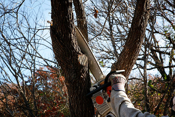 Best Emergency Tree Removal  in Bothell East, WA