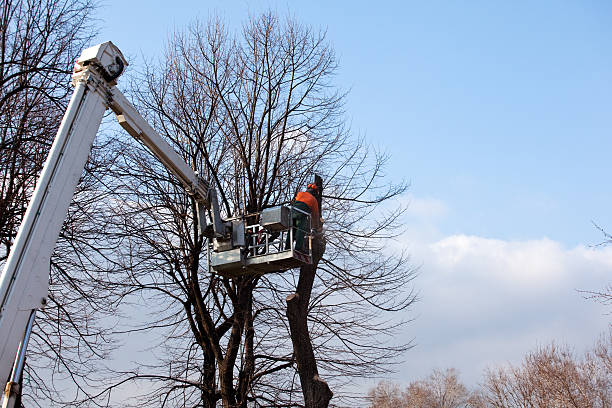 Leaf Removal in Bothell East, WA